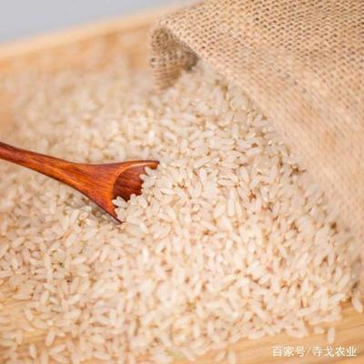胚芽米 營養(yǎng)與科技的融合之道